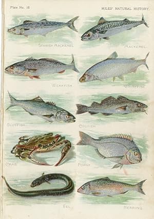 VARIOUS FOD FISH 1895 COLOUR ANTIQUE ART PRINT NATURAL HISTORY CHROMOLITHOGRAPH