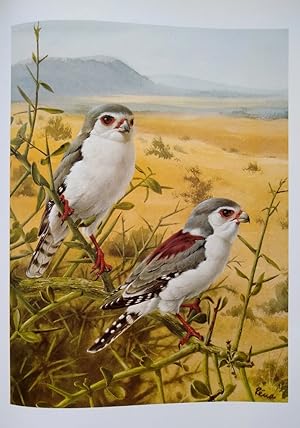 Birds of the African Bush