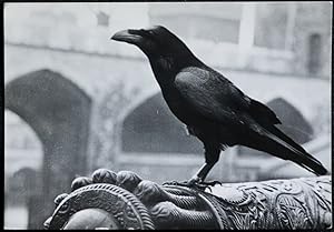 Raven Tower Of London Official Ministry Of Public Buildings & Works Postcard