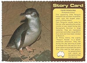 Penguins Eudyptula Minor Postcard From Australia 1979