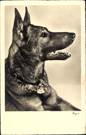 Ansichtskarte / Postkarte Hundeportrait, Schäferhund mit Halsband