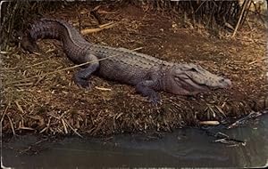 Ansichtskarte / Postkarte Louisiana USA, Alligator, Krokodil, Jungle Gardens, Avery Island
