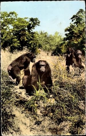 Ansichtskarte / Postkarte Faune Africaine, Singes dans la Brousse, Affen, Schimpansen