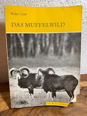 Das Muffelwild. Ovis ammon musimon.