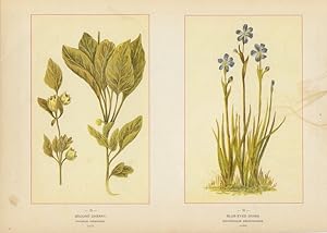 Canada Wildflowers vintage print GROUND CHERRY, PHYSALIS VIRGINIANA. (NIGHTSHADE FAMILY.) ,BLUE-E...