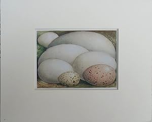 Seller image for Eggs: 1. Sand Martin. 2. Little Stint. 3. Long-eared Owl. 4 . Kite. 5. Lesser White-throat. 6. Redwing. 7. Shieldrake. 8. Sandpiper. 9. Redshank. for sale by theoldmapman