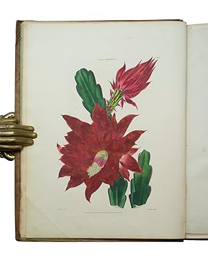 Bild des Verkufers fr Flora and Pomona; or, the British Fruit and Flower Garden Containing Descriptions of the Most Valuable and Interesting Flowers and Fruits Cultivated in the Gardens of Great Britain. with Figures Drawn and Coloured from Nature; Accompanied by a Concise Analysis of Their Botanical and Pomonological Character, Their Nature and Mode of Culture, Including a Definition of the Technical Terms Used in the Science of Botany, with Familiar Instructions for the Drawing and Colouring of the Fruits and Flowers. zum Verkauf von Heritage Book Shop, ABAA