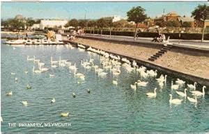 Weymouth Vintage Postcard The Swannery 1953