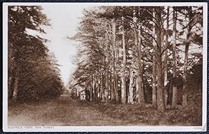 New Forest Hampshire Postcard Rushpole Wood