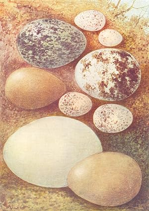 Imagen del vendedor de Eggs: 1. Carrion Crow; 2. Swallow; 3. Sparrow-Hawk; 4. Blue Tit; 5. Blackcap; 6. Partridge; 7. Wild Duck; 8. Cuckoo; 9. Pheasant a la venta por Antiqua Print Gallery