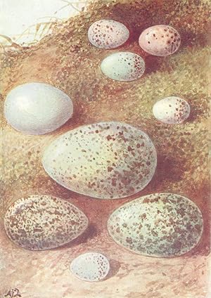 Imagen del vendedor de Eggs: 1. Goldfinch; 2. Magpie; 3. Bullfinch; 4. Starling; 5. Chaffinch; 6. Raven; 7. Linnet; 8. Rook; 9. Wren a la venta por Antiqua Print Gallery