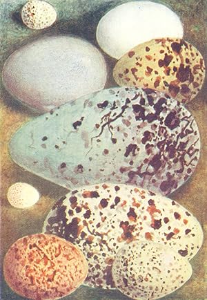 Imagen del vendedor de Eggs: 1. Guillemot; 2. Rock Dove; 3. Dotterel; 4. Marsh Tit 5. Little Auk; 6. Red-Legged Partridge; 7. Sanderling; 8. Long-tailed Titmouse; 9. Razor-bill a la venta por Antiqua Print Gallery