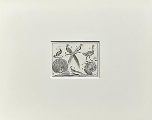Vögel - (Lithografie / 1835)