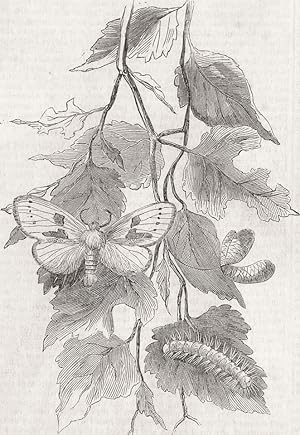 Imagen del vendedor de White moth (spatalia Bicolora) - Discovered July 1 a la venta por Antiqua Print Gallery