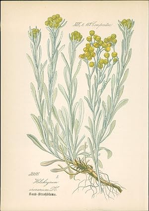 Seller image for Chromolithographie : Sand-Strohblume. Helichrysum arenarium DG. Compositae. Syn. Gnaphalium arenarium L. for sale by Bcher bei den 7 Bergen