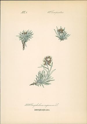 Seller image for Chromolithographie : Zwergstrohblume. Zwerg-Ruhrkraut. Gnaphalium supinum L. Compositae. Syn. G. pusillum Haenke. for sale by Bcher bei den 7 Bergen