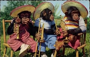 Ansichtskarte / Postkarte Schimpansen in Kleidung mit Sombreros und Instrumenten, Trompete