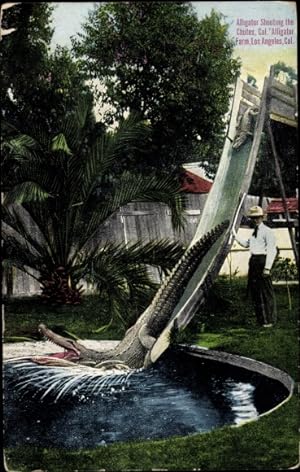 Ansichtskarte / Postkarte Los Angeles California USA, Alligator Farm, Alligator Shooting the Chut...