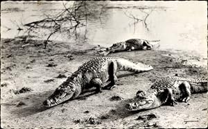 Ansichtskarte / Postkarte Crocodiles, afrikanische Krokodile