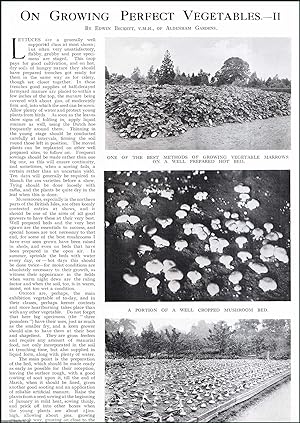 Seller image for Growing Perfect Vegetables. Several pictures and accompanying text, removed from an original issue of Country Life Magazine, 1926. for sale by Cosmo Books
