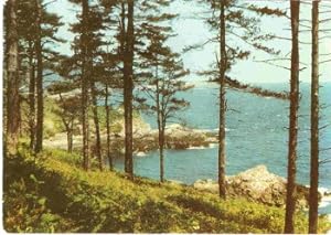 Seller image for Guernsey Postcard St. Martins Pine Forest Vintage 1960 for sale by Postcard Anoraks