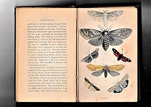 Image du vendeur pour The Common Moths of England mis en vente par The Sanctuary Bookshop.