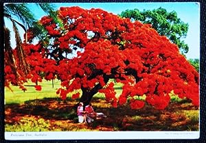 Poinnciana Tree Australia Postcard