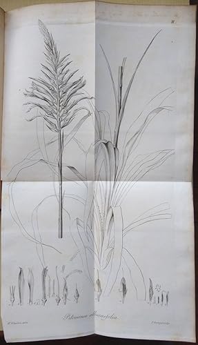 Blumenbachia, novum e Loasearum familia genus adiectis observationibus super nonnullis aliis rari...