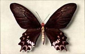 Bild des Verkufers fr Ansichtskarte / Postkarte Rosa schwarz brauner Schmetterling, Papilio Semperi zum Verkauf von akpool GmbH