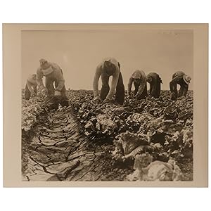 Filipinos Cutting Lettuce, Salinas, California (Filipinos working lettuce fields, Salinas, CA 1935)