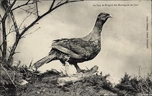 Ansichtskarte / Postkarte Le Coq de Bruyere des Montagnes du Jura