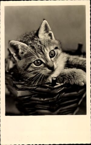 Ansichtskarte / Postkarte Katzenportrait, Katze - Amag 70684