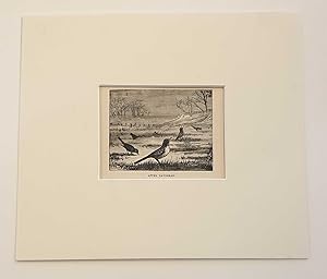 Seller image for After Daybreak (1908 Lithograph Miniature Song Birds Print) for sale by Maynard & Bradley