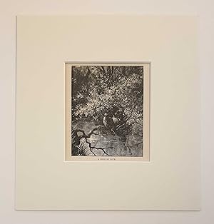 Seller image for A Song of Love (1908 Lithograph Miniature Song Birds Print) for sale by Maynard & Bradley