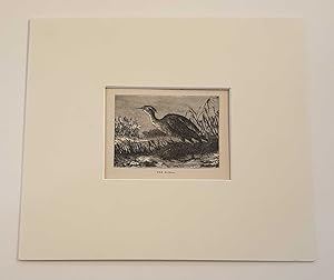 Seller image for The Heron (1908 Lithograph Miniature River Birds Print) for sale by Maynard & Bradley