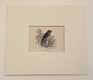 Seller image for The Fly Catcher (1908 Lithograph Miniature Birds Print) for sale by Maynard & Bradley