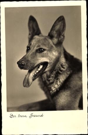 Ansichtskarte / Postkarte Der treue Freund, Schäferhund, Hundeportrait