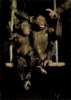 Chimps Poster Popart XL Querformat 158 x 53 cm Schimpansen Affen Kunstdruck 