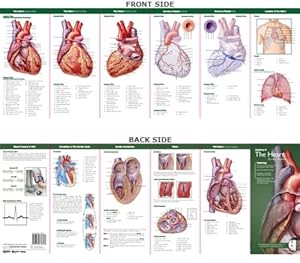 Seller image for Anatomical Chart Company's Illustrated Pocket Anatomy: Anatomy of The Heart Study Guide for sale by Pieuler Store