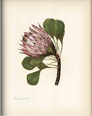Bild des Verkufers fr More Cape Flowers by a Lady zum Verkauf von Muir Books -Robert Muir Old & Rare Books - ANZAAB/ILAB