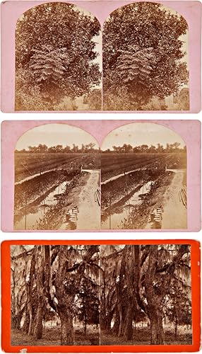 [GROUP OF SIX STEREOVIEWS DEPICTING SCENES IN GEORGIA, PARTICULARLY BONAVENTURE CEMETERY OUTSIDE ...