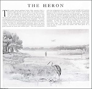 Image du vendeur pour The Heron. One picture and accompanying text, removed from an original issue of Country Life Magazine, 1926. mis en vente par Cosmo Books