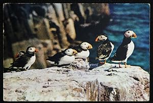 Puffins Postcard Vintage 1966