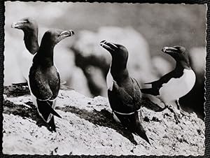 Razorbills Postcard Real Photo Genuine Barrie Thomas, Fishguard