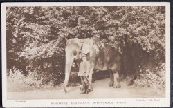 Image du vendeur pour Burmese Elephant Postcard Whipsnade Zoo Sepia Tone Vintage View mis en vente par Postcard Anoraks