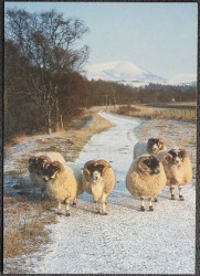 Scottish Blackface Rams Postcard
