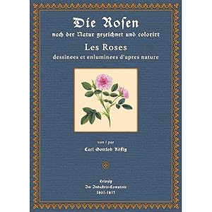 Die Rosen nach der Natur gezeichnet