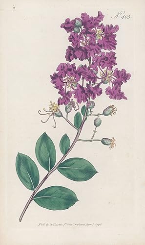 Image du vendeur pour 1808 Curtis Botanical LAGERSTROEMIA INDICA Indian Pl 405 (CB7-96) mis en vente par Antique Paper Company