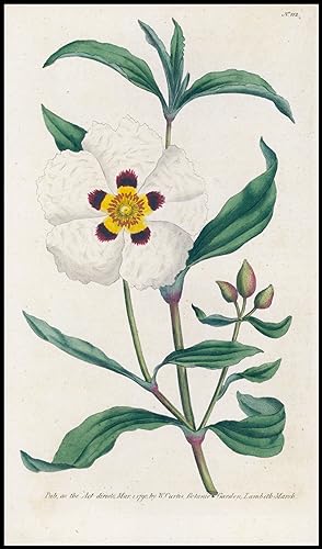 Image du vendeur pour 1808 Curtis Botanical CISTUS LAGERSTROEMIA Gum Pl 112 (CB7-97) mis en vente par Antique Paper Company