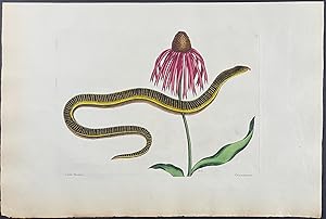 Glass Snake with Cone Flower